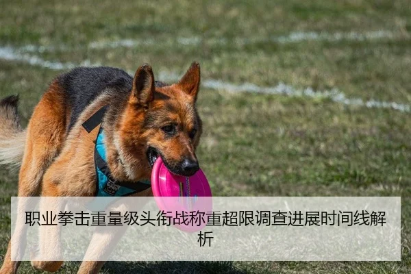 职业拳击重量级头衔战称重超限调查进展时间线解析